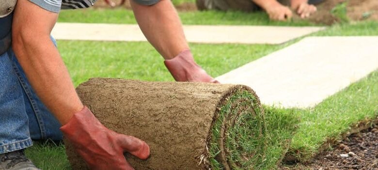 Your Lawn
